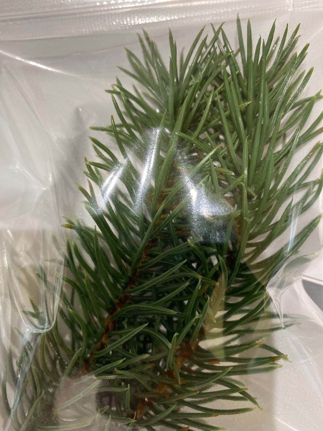 TW-T8015 Spruce Tree(s) image 0